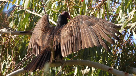 A-huge-brown-Turkey-Vulture-warms-its-long-wings-in-the-morning-sun---isolated