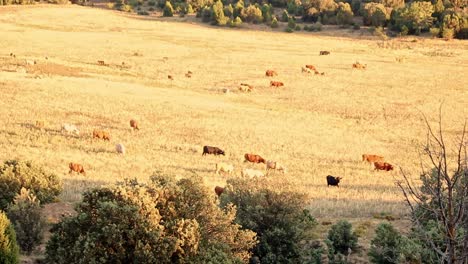 Cows-pacing-in-a-meadow-at-sunset-in-Mora-de-Rubielos