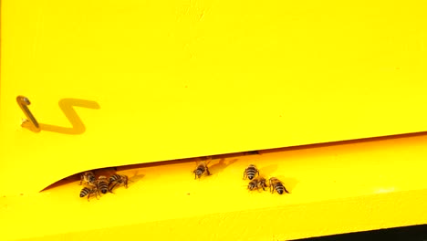Honigbienenstock-In-Gelb,-Bienenkolonie,-Die-Von-Der-Pollensammelarbeit-In-Der-Dämmerung-Zurückkehrt