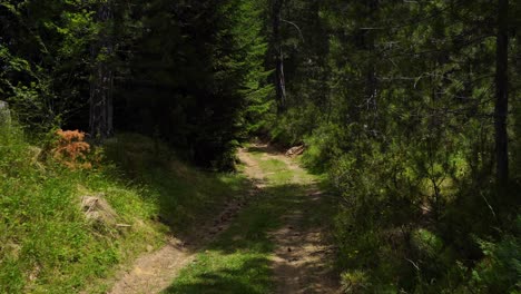 Mysterious-alley-inside-wild-forest-with-pine-and-spruce-trees,-hiking-outdoor