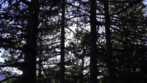 Sun-flares-through-pine-tree-branches-and-needles-on-wild-forest,-hiking-outdoor