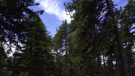 Quiet-forest-with-tall-pine-trees-on-cloudy-sky-background,-hiking-mountains-in-Balkans