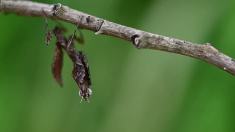 Praying-Mantis,-Parablepharis-kuhlii,-hanging-under-a-branch-shaking-its-body-while-camouflaged-as-part-of-a-twig