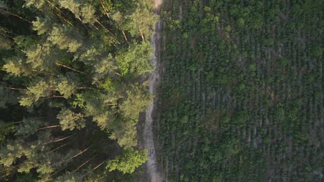 Aerial-birds-eye-shot-over-clearcutting-forest-trees-after-drought-and-planting-new-trees-in-nature