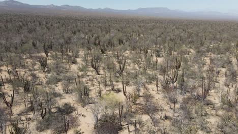Aerial:-Mexican-desert,-cacti-growing-in-dry-wilderness,-Baja-California-Sur