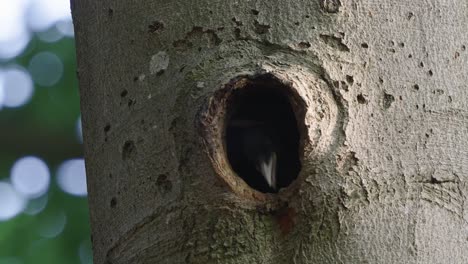 Young-Woodpecker-Pecking-With-Beak-And-Using-Tongue-At-Insects-From-Nest-Hole-In-Tree