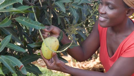 Nahaufnahme-Einer-Afrikanischen-Frau,-Die-Eine-Reife-Mango-Von-Einem-Baum-Im-Ländlichen-Afrika-Pflückt