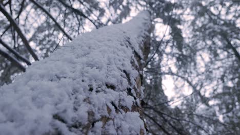 Close-Up-of-Snow-covered-Tree-Bark-in-a-Winter-forest-Landscape