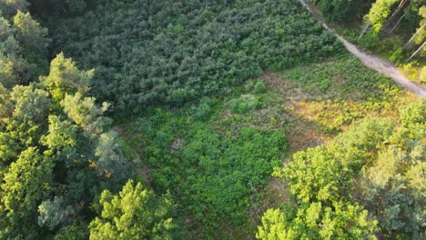 Aerial-tilt-down-shot-showing-field-of-forest-after-clearcutting-trees-in-sunlight