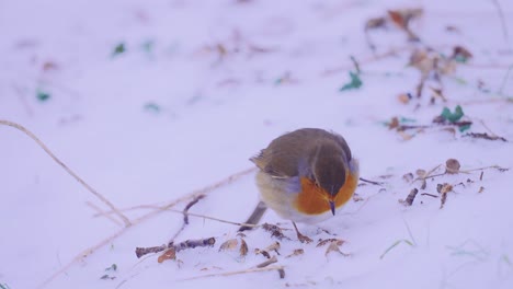 Pájaro-Petirrojo-Buscando-Frenéticamente-Comida-En-La-Nieve