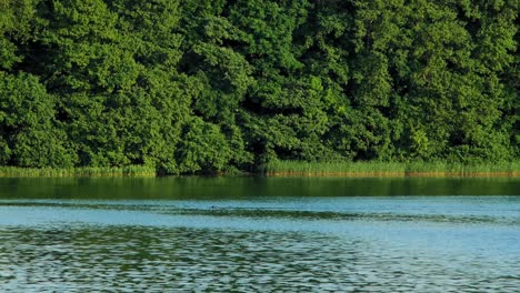 Man-Swimming-In-The-Lake-In-Kolbudy,-Gdansk,-Poland-With-Dense-Foliage-In-The-Background