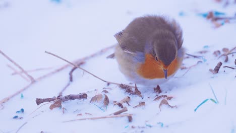 Robin-bird-picking-icy-snow-for-drinking-water