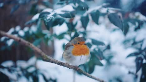 Armer-Einsamer-Robin-Vogel,-Der-Im-Winter-Auf-Einem-Ast-Sitzt-Und-Den-Kopf-In-Richtung-Kamera-Bewegt