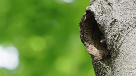 two-woodpeckers-hiding-in-their-hollow-tree-cage