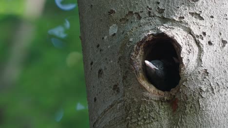 Little-cavity-nesting-black-woodpecker-chick,-dryocopus-martius
