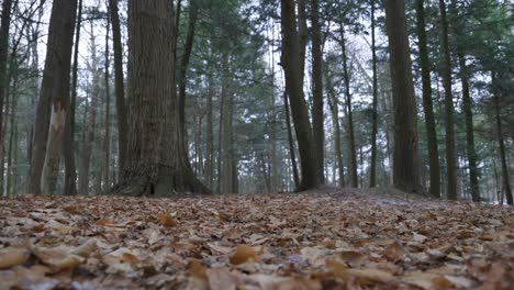 Slow-Panning-Shot-of-an-Old-forest-with-Frost-covered-leaves