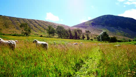 Sheep-grazing-in-overgrown-valley-meadow-under-mountain-range-rural-countryside