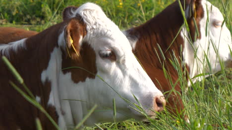 Sad-cow-lying-on-green-meadow-and-looking-to-the-front,-slow-motion-close-up
