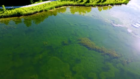 Aerial-view-of-a-shallow-pond-with-heavy-algae-growth,-transitioning-over-lush-forest
