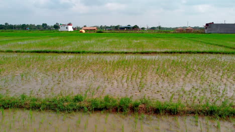 Low-angle-flying-over-rice-paddies-fresh-cultivated-in-the-countryside
