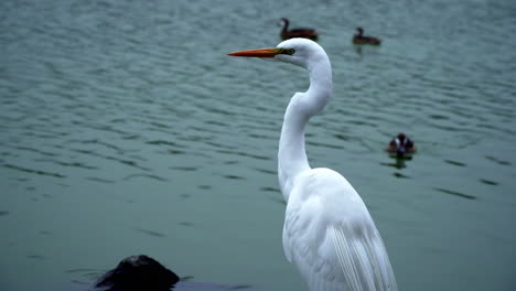 A-Tall-Great-Egret-Observing-the-Natural-Environment-Over-a-Lake-with-Ducks-Swimming-in-the-Background-with-Static-Shot-La-Molina,-Lima,-Peru