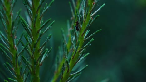 Black-Ant-On-Green-Pine-Tree-Needles,-Macro-shot-footage