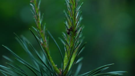Wild-black-anti-resting-in-vibrant-green-fir-branch-in-forest,static-macro-shot
