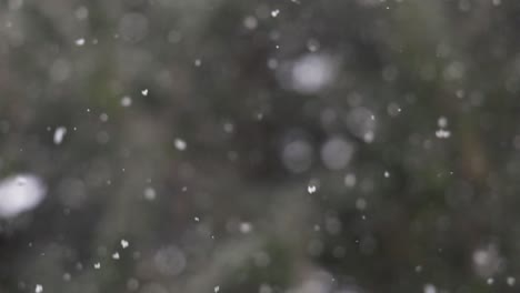 Schneeflocken-In-Zeitlupe-Am-Weihnachtstag-In-Einem-Immergrünen-Wald