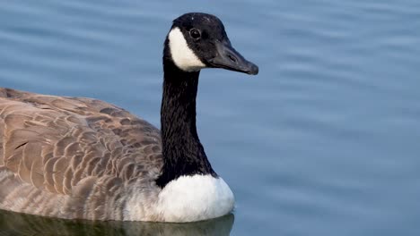 A-Canada-Goose-swims-through-a-Southern-California-pond