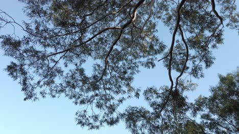 Mirando-Hacia-Los-árboles-Que-Se-Balancean-Contra-El-Cielo-Azul-En-Un-Día-De-Brisa