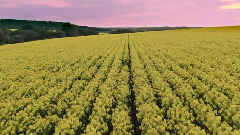Flying-over-a-field-of-yellow-flowers-at-sunset-with-a-drone,-in-Mozar-de-Valverde