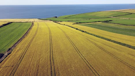 Coastal-aerial-footage-in-summer-with-ripe-yellow-crop-fields-and-green-new-growth