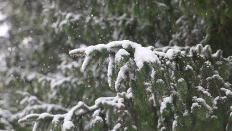 Slow-Motion-Snow-Flakes-landing-on-an-Evergreen-Tree-Branch,-Christmas-Morning