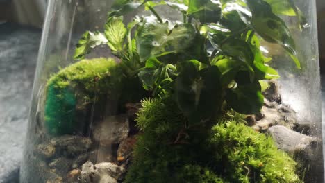Glass-flask-natural-moss-terrarium-miniature-growing-botanical-ecosystem-closeup-rotating-left