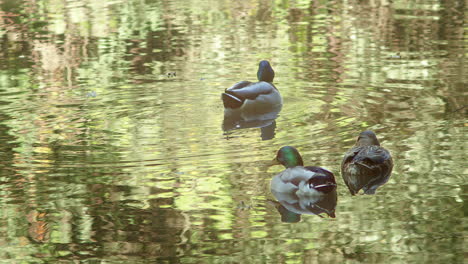 Female-Mallard-Ducks-Swimming-In-The-Pond-With-Diffuse-Reflections-Of-Nature