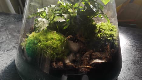 Glass-flask-natural-moss-terrarium-miniature-growing-botanical-ecosystem-looking-down-closeup-left-tracking