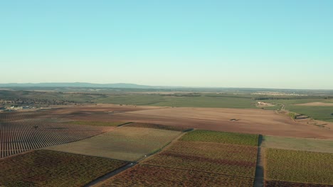 Aerial-view-of-green-and-purple-acres-of-vineyards-plantation-farm