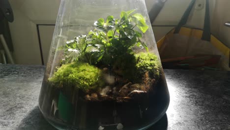 Glass-flask-natural-moss-terrarium-miniature-growing-botanical-ecosystem-slow-rotating-left-push-in