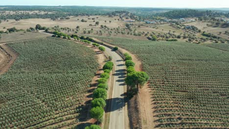 Tracking-shot-of-people-riding-bicycles-in-the-middle-of-an-olive-tree-farm