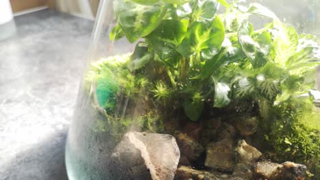 Glass-flask-natural-moss-terrarium-miniature-growing-botanical-ecosystem-closeup-left-tracking-shot-looking-down