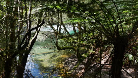 Dichter-Dschungelwald-Mit-Farn-Und-Ruhig-Fließendem-Tarawera-fluss-Im-Hintergrund---Schöner-Sonniger-Tag-In-Neuseeland