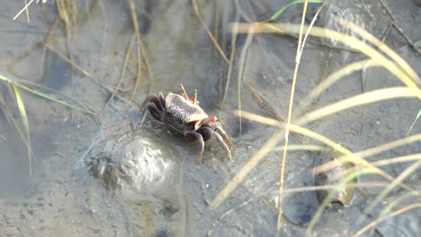 Wildlife-landscape,-female-sand-fiddler-crab-sipping-on-the-minerals-and-sediments-with-its-claws-from-the-ground-at-Gaomei-wetland-preservation-area,-Taichung,-Taiwan