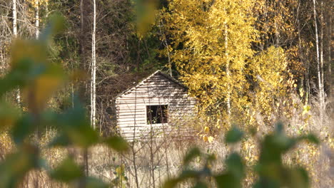 Scandinavian-rural-landscape-and-isolated-wooden-house-seen-through-fronds-of-trees