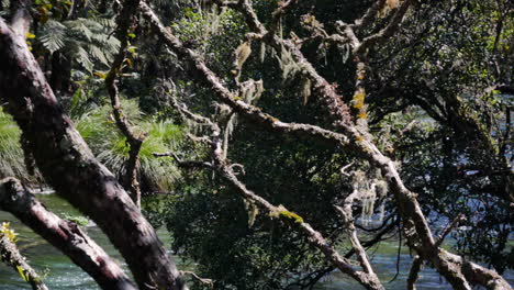 Close-up-of-creepy-branches-and-vines-in-deep-forest-and-tranquil-flowing-stream-in-background---Hiking-in-Jungle-of-New-Zealand-during-summertime