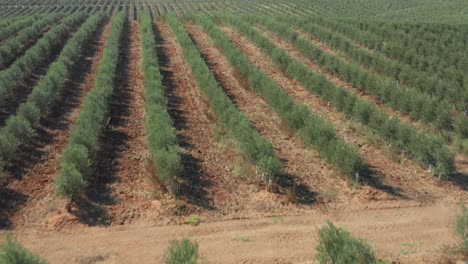 Olive-tree-infinite-farmland-in-Vendas-Novas,-Portugal