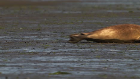 walrus-crawling-on-waterless-land