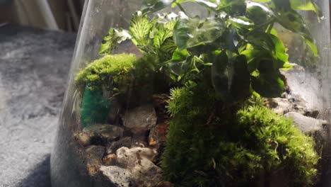 Glaskolben-Natürliches-Moos-Terrarium-Miniatur-Wachsendes-Botanisches-Ökosystem-Nahaufnahme-Blick-Nach-Unten-Links-Drehend