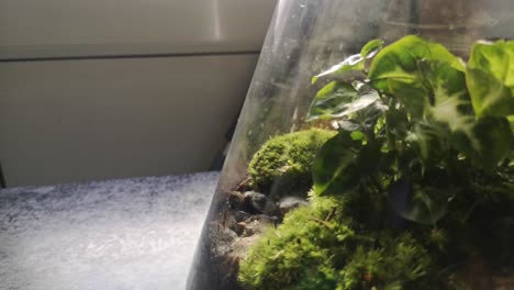 Glass-flask-natural-moss-terrarium-miniature-growing-botanical-ecosystem-pull-back-right-shot