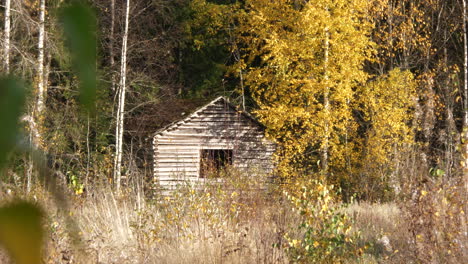Abandoned-forest-hut-with-autumn-colors-around,-static-view-with-leaves-in-foreground