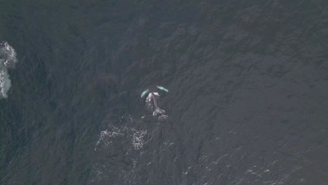 Young-humpback-whale-calf-learning-from-mother-to-dive-in-ocean,-4K-aerial-view